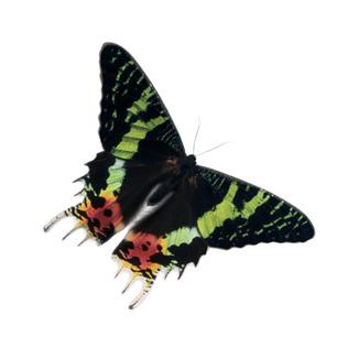 colorful moth