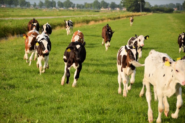 Image 2 also courtesy of X Posid