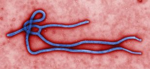 Ebola_virus_virion via CDC PHIL