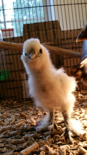 Cammie the Silkie chick