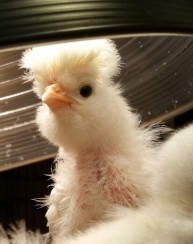 Polly the Crested Polish chick