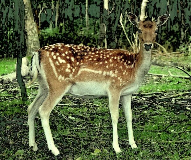 deer image courtesy of X posid